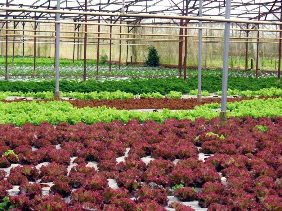 Káº¿t quáº£ hÃ¬nh áº£nh cho NGUá»N HÃNG THá»°C PHáº¨M Sáº CH