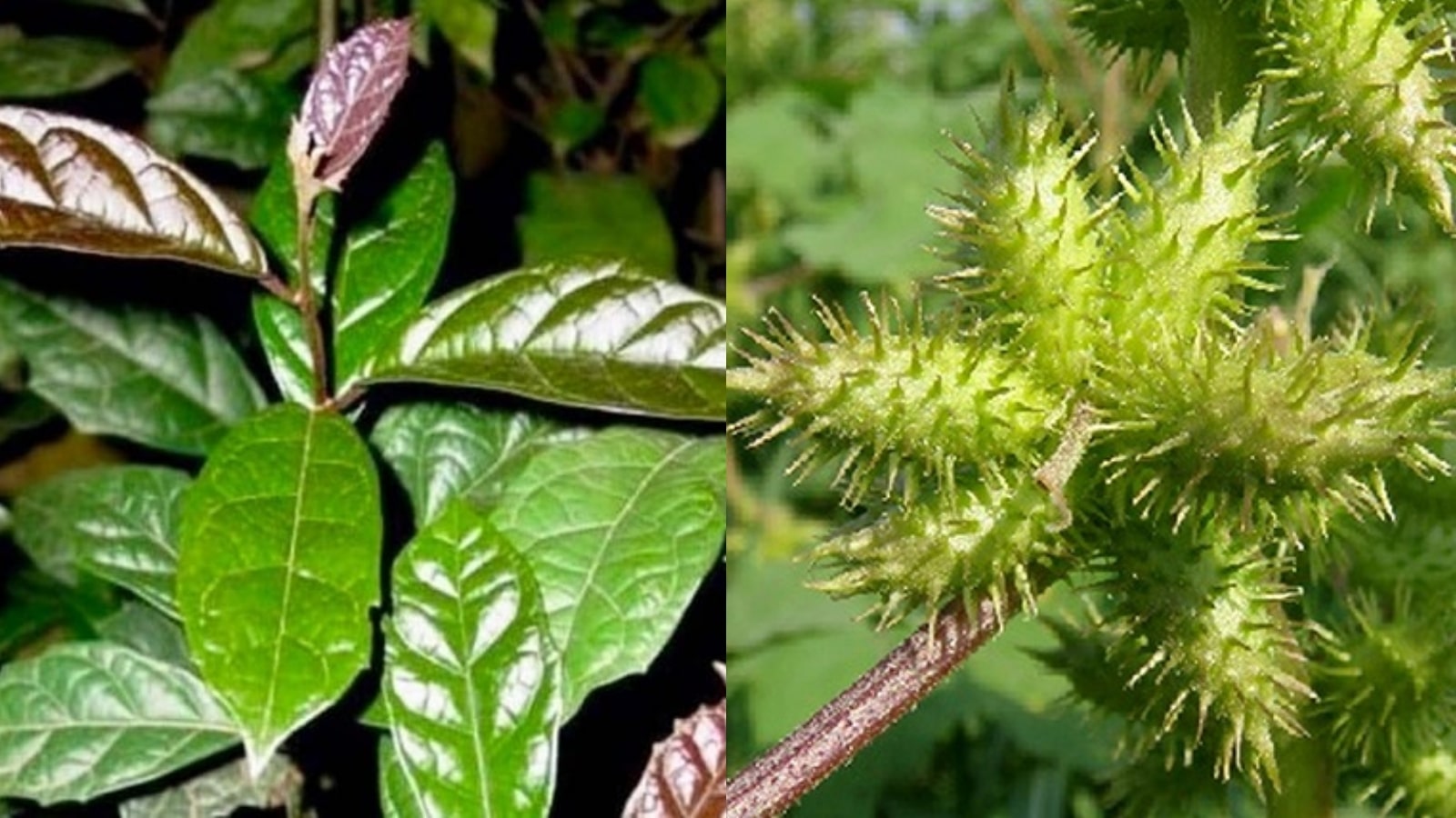 những cây thuốc nam chữa bệnh bướu cổ