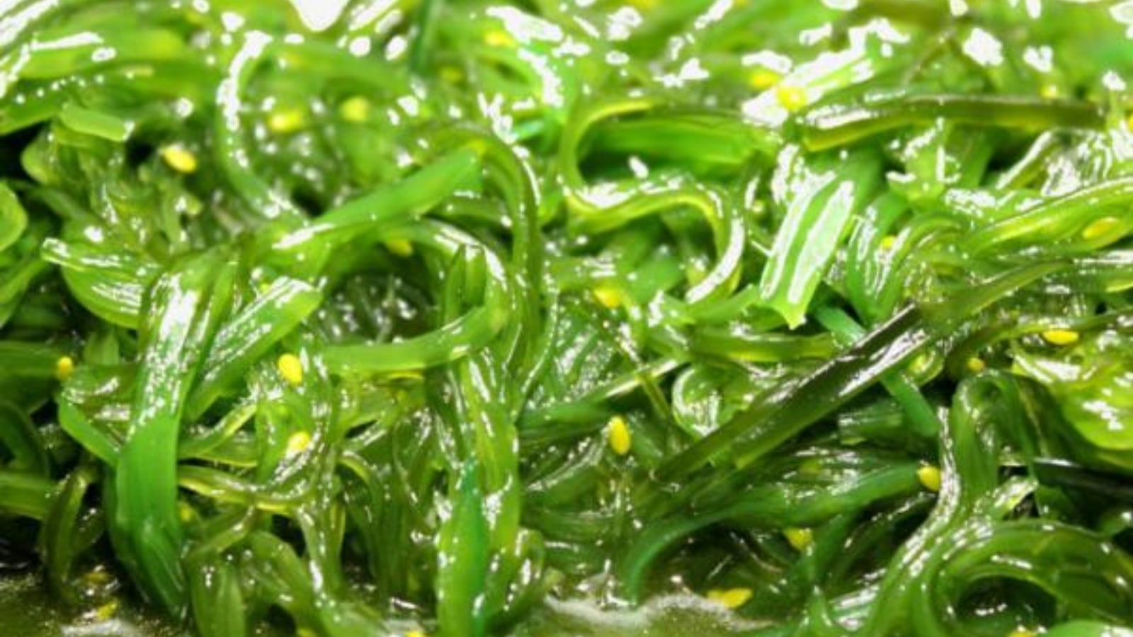 những cây thuốc nam chữa bệnh bướu cổ