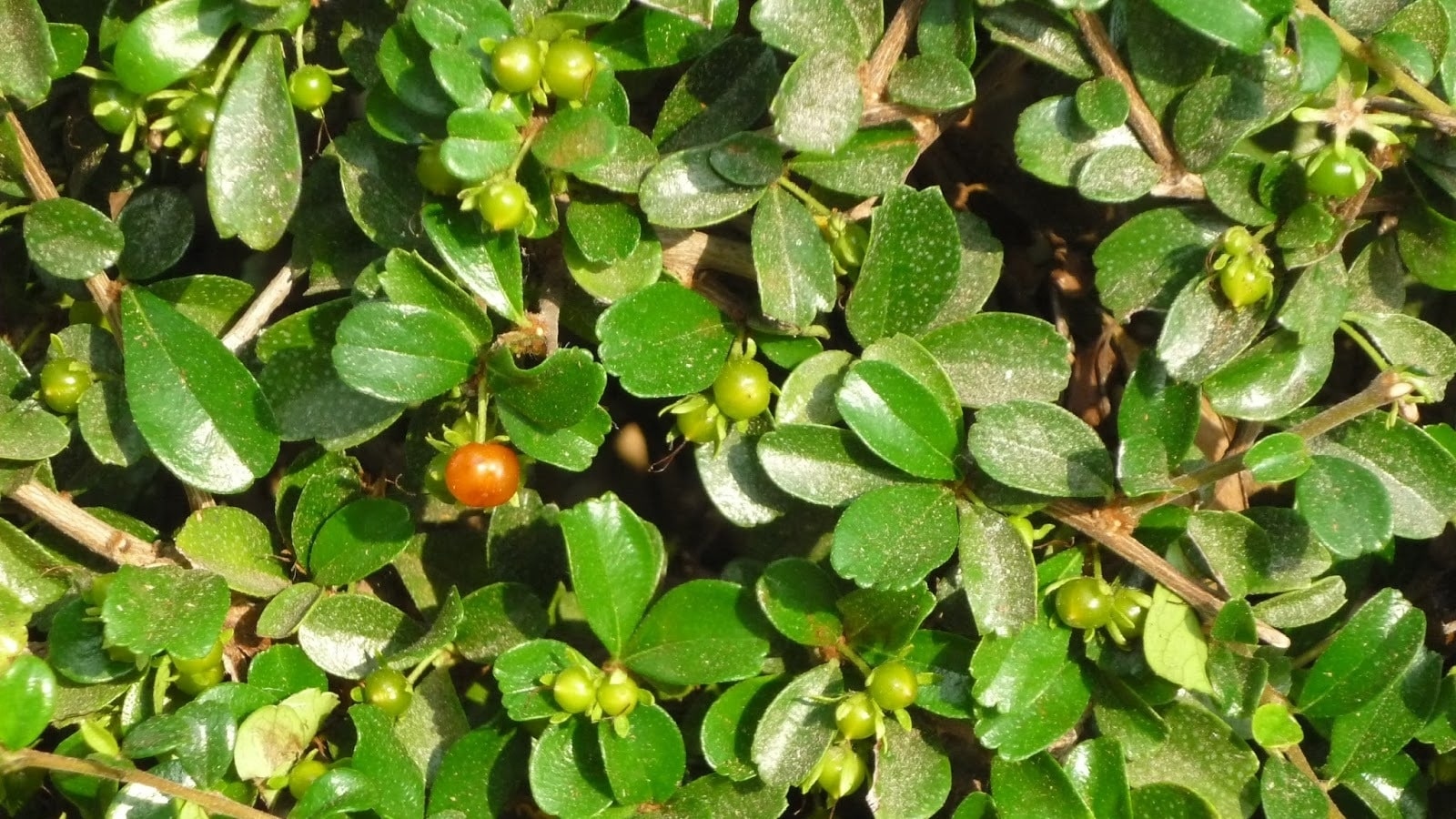 những cây thuốc nam chữa bệnh bướu cổ