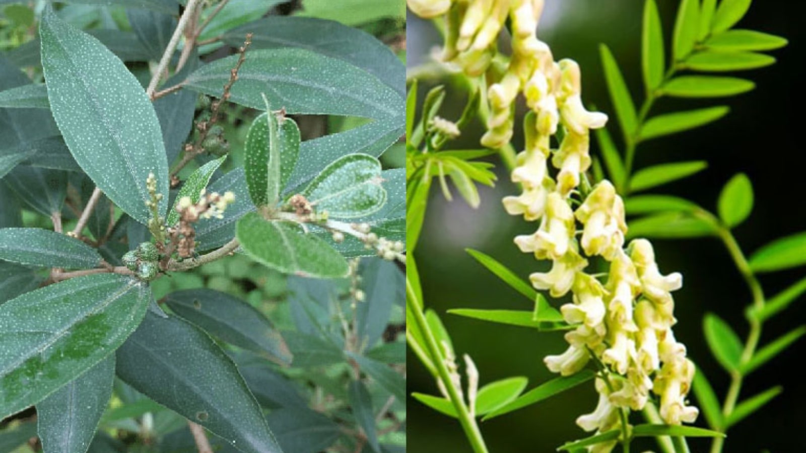 những cây thuốc nam chữa bệnh bướu cổ